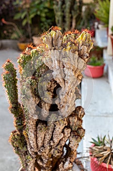 cactus infected with scale insect and mealy bugs closeup with selective focus