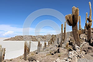 Cactus on Isla Incahuasi