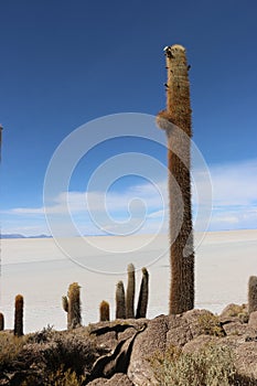 Cactus on Isla Incahuasi