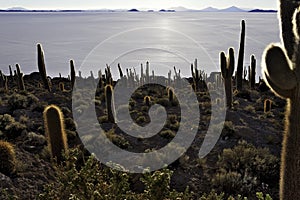 Cactus isla pescado photo