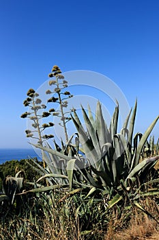 Cactus on the island Mljet, Croatia