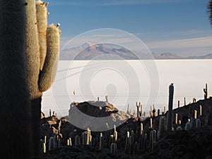 Cactus island in the Salar de Uyuni, Bolivia