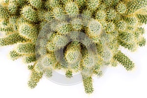 Cactus, isolated