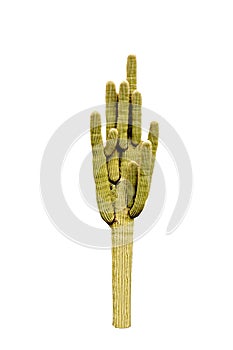 Cactus isolated