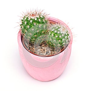 Cactus isolated with clipping path. Closeup Cacti front view in pink ceramic pot white background. Collection.