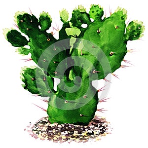 Cactus isolated, watercolor painting photo