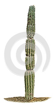 Cactus isolated on white