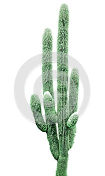 Cactus isolated on white