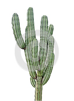 Cactus isolated on white