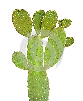 Cactus isolated on white