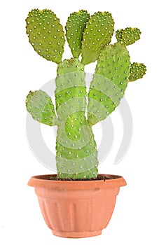 Cactus isolated on white