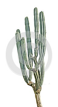 Cactus isolated on white