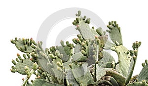 Cactus isolated on white