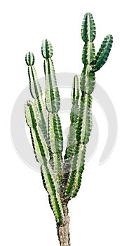 Cactus isolated on white