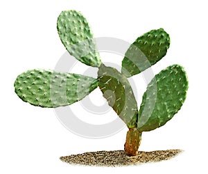 Cactus isolated on white