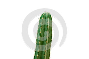 Cactus Isolated on white background