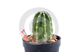 Cactus isolated ,white background
