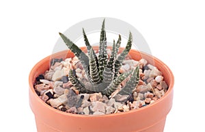 Cactus isolated,white background