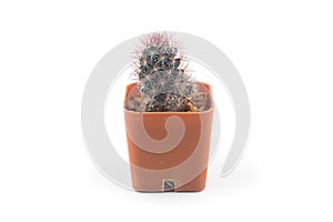 Cactus isolated white background