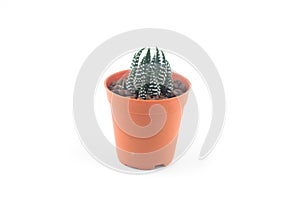 Cactus isolated white background