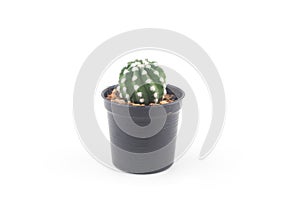 Cactus isolated white background