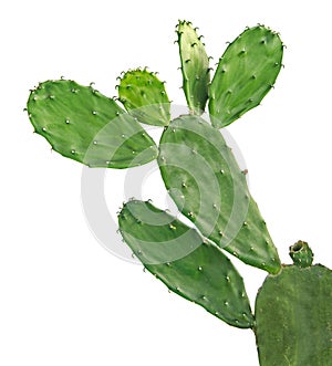 Cactus isolated on white