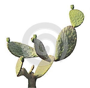 Cactus isolated on white