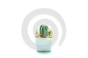 Cactus isolated white background