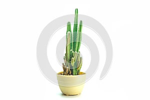 Cactus isolated white background