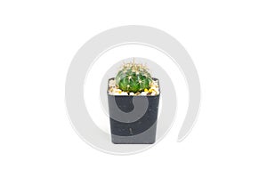 Cactus isolated on white background