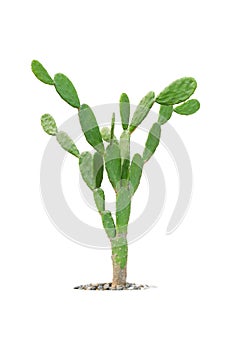 Cactus isolated on white background, Clipping path included