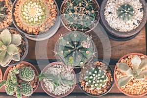 Cactus isolated white background