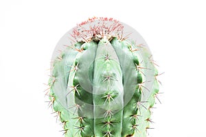 Cactus isolated on white background