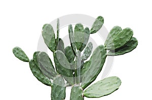 Cactus isolated on white background minimal summer