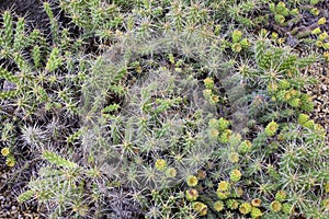 Cactus Jack Whipple Cholla  820293 photo