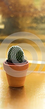 Cactus in a jamb on a golden background