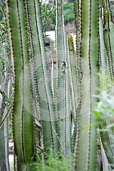 Cactus in JardÃÂ­n BotÃÂ¡nico Canario, Gran Canaria, Spain photo