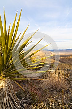 Cactus in Joshua Tree National Park