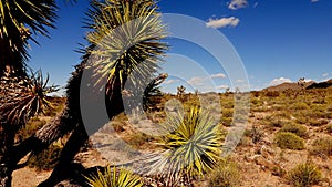 Cactus and joshua trees in Arizona in 4k.