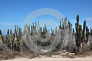 Cactus jungle in the desert, Cabo San Lucas, Mexico