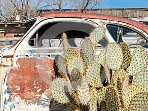 Cactus and a junk car