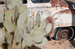 Cactus and a junk car