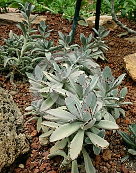 Cactus, Kalanchoe tomentosa