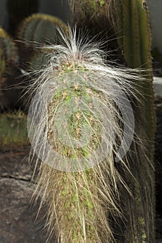 Cactus known as old man of the mountain