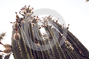 Cactus landscape in desert