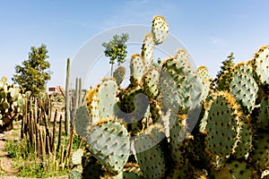 Cactus landscape. Green cacti and succulents growing in botanical garden