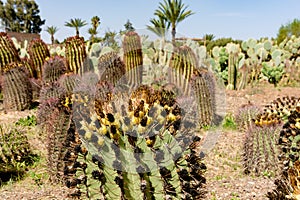 Cactus landscape. Green cacti and succulents growing in botanical garden
