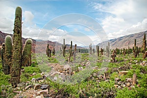 Cactus landscape in Jujuy province, Argentina in la Quebrada de Humahuaca. photo