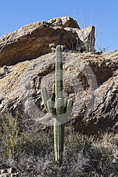 Cactus Landscapes