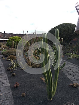 Cactus In Lanzarote